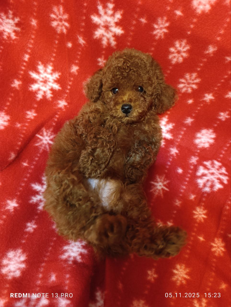 Poodle Yavrular