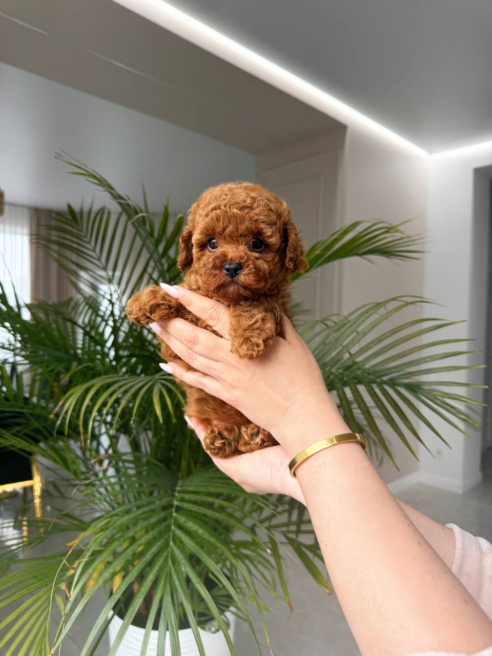 Erkek ve Dişi Poodle