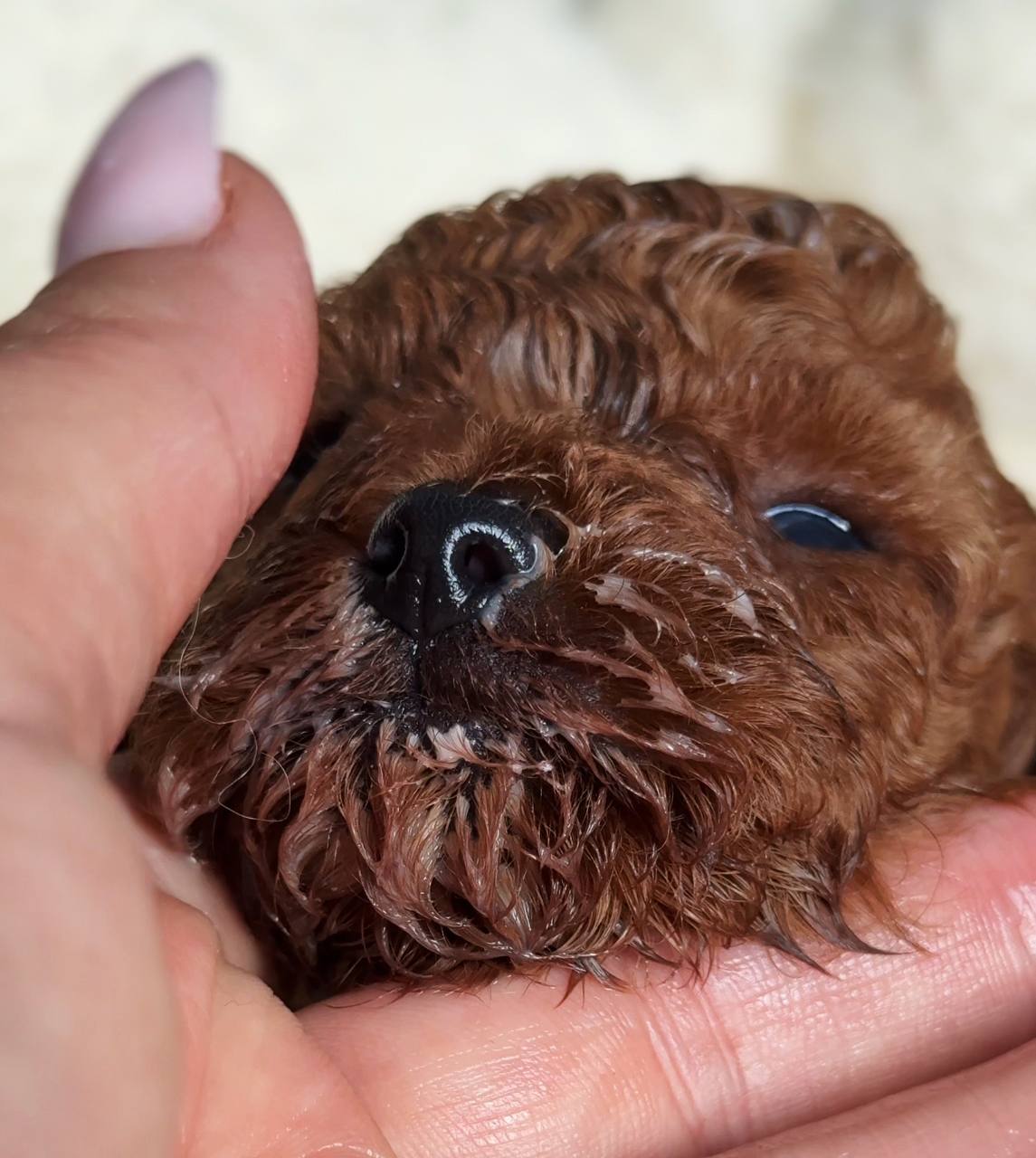 Oyuncu Toy Poodle Yavrularımız